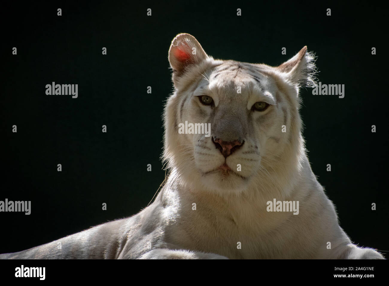 Portrait of a white lion hi-res stock photography and images - Alamy