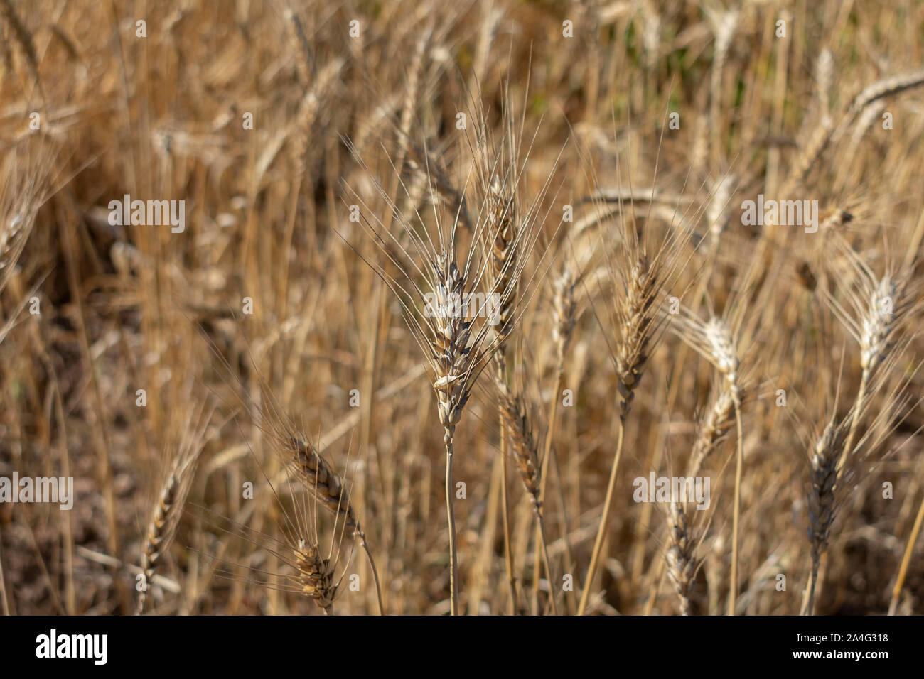 Organic golden wheat field ready for harvest Stock Photo