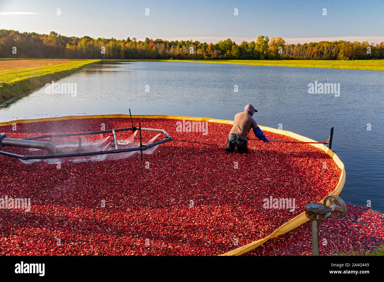 South Haven, Michigan - Workers harvest cranberries at DeGRandchamp Farms. The cranberry bog is flooded allowing the floating fruit to be collected. Stock Photo