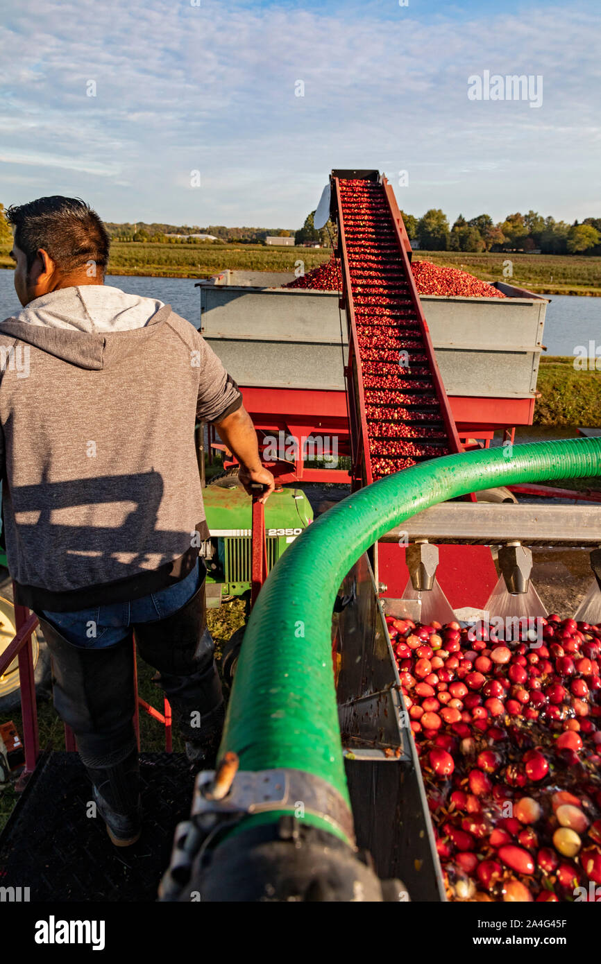 South Haven, Michigan Workers harvest cranberries at DeGRandchamp