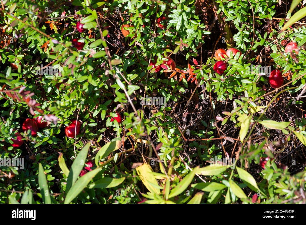 South Haven, Michigan - Cranberries growing at DeGRandchamp Farms. When the berries are ripe, the cranberry bog will be flooded and the floating fruit Stock Photo