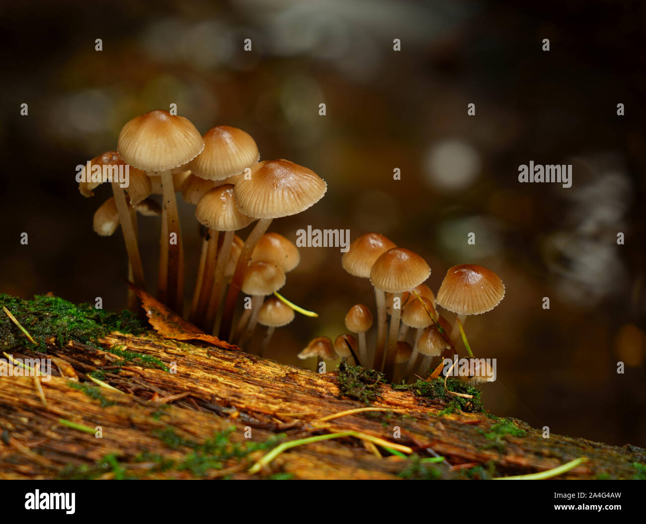 Clustered bonnet fungi with bokeh background. Stock Photo