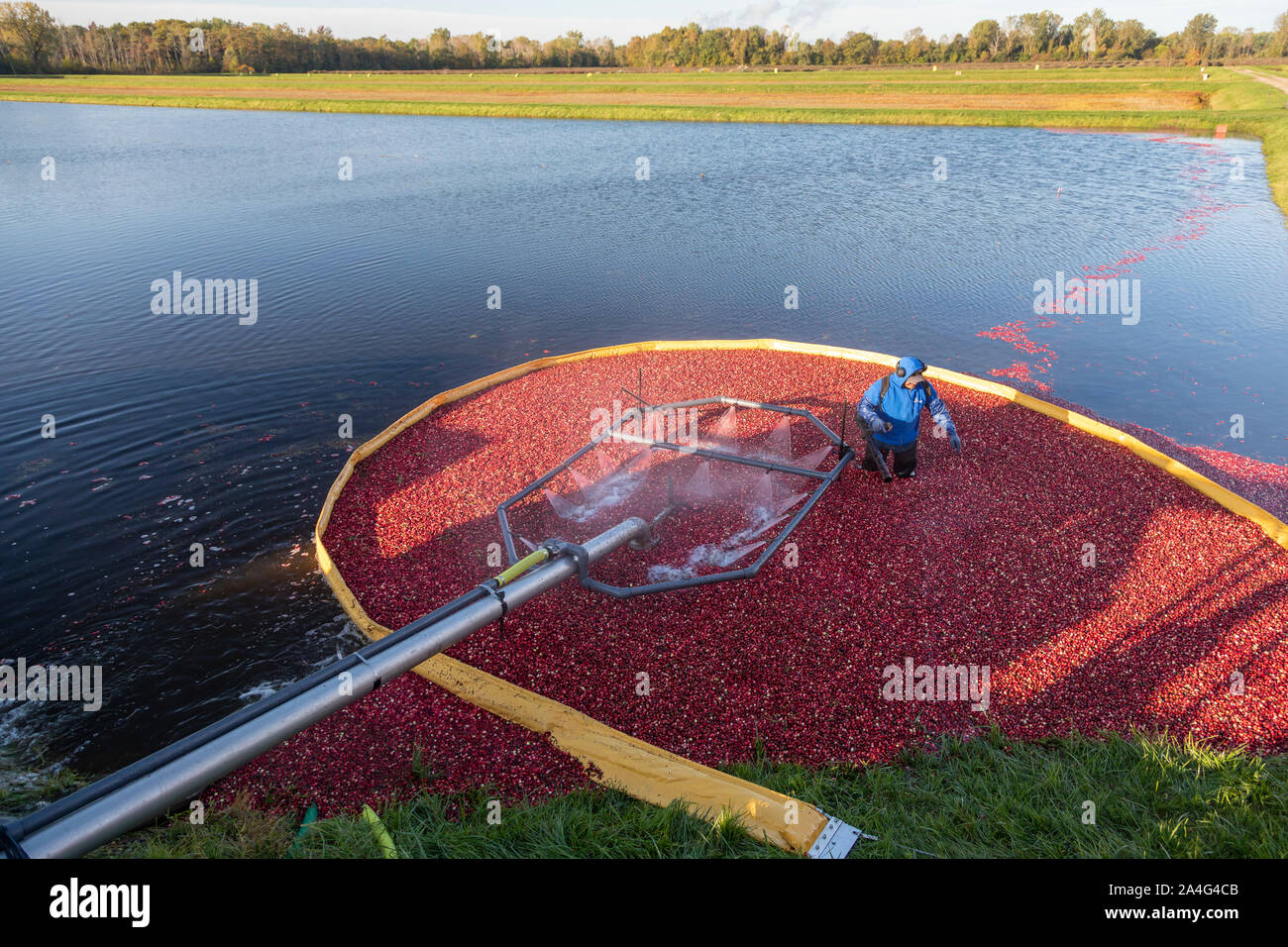 South Haven, Michigan Workers harvest cranberries at DeGRandchamp