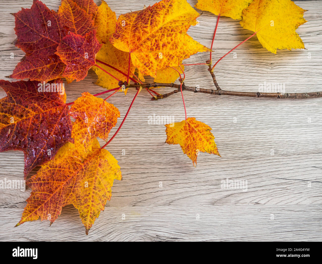 Leaves on wood hi-res stock photography and images - Alamy