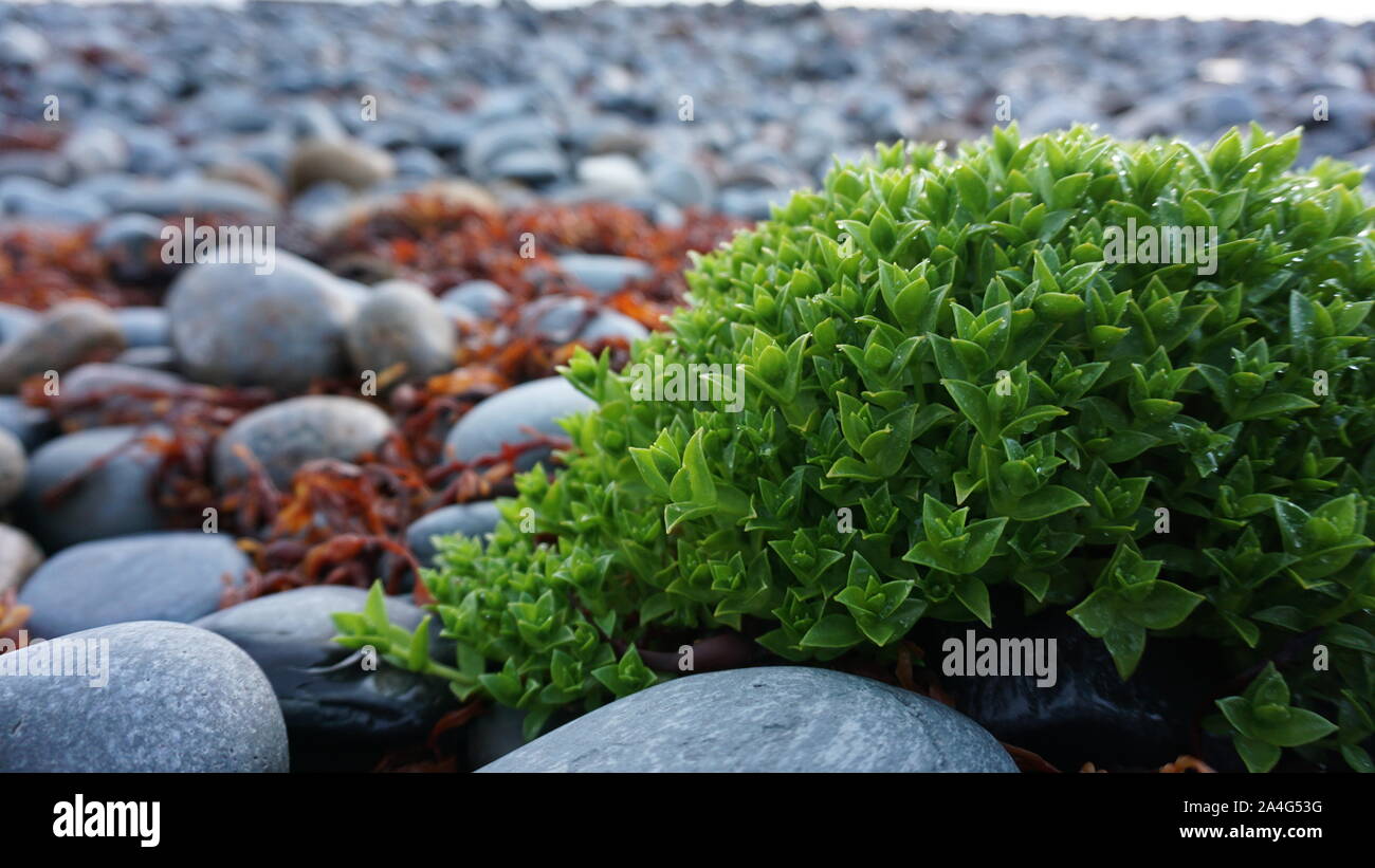 Nature background, stones and seagrass Stock Photo