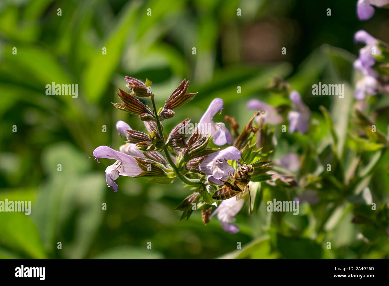 Honey bee collecting nectar from a sage flower Stock Photo