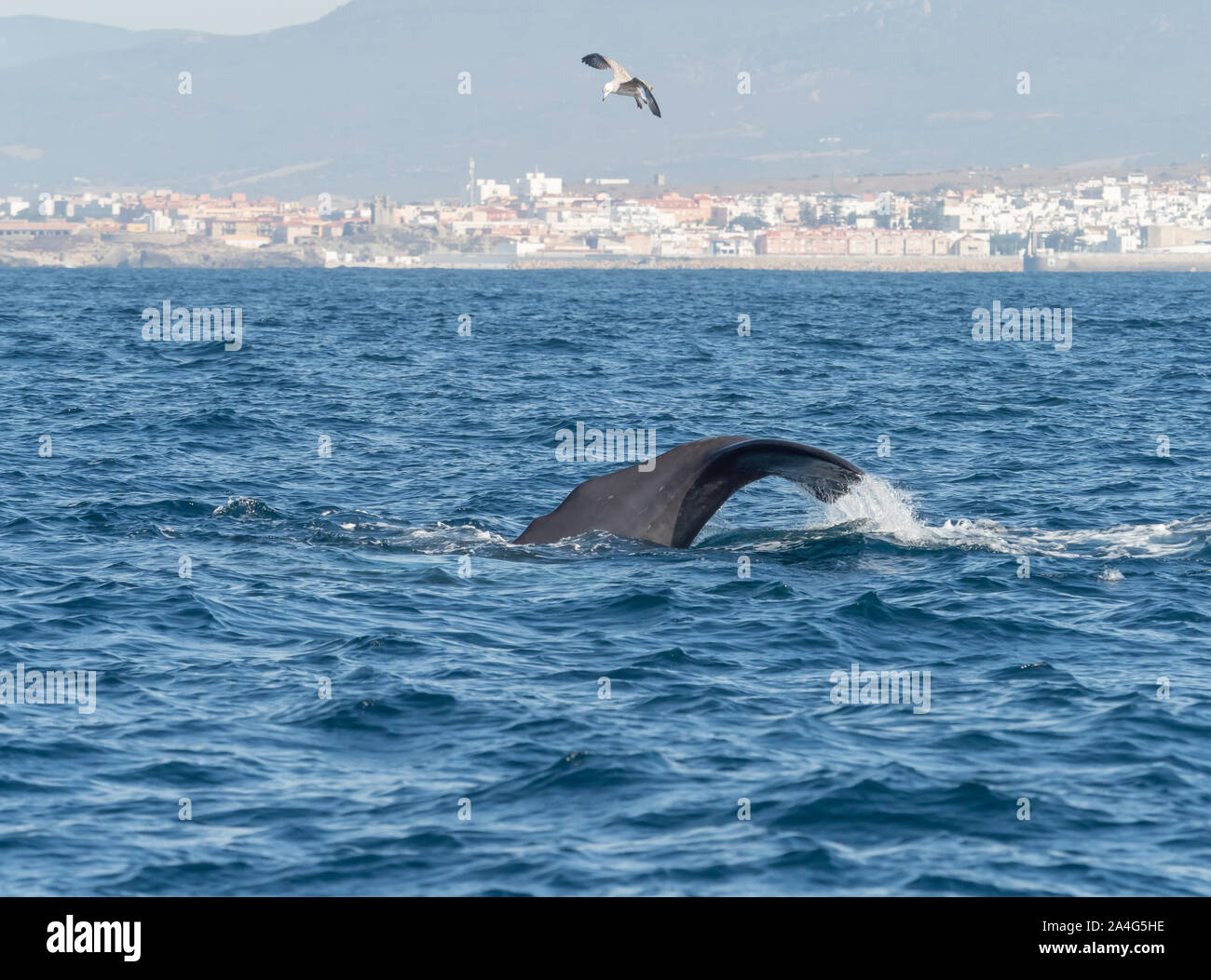 Sperm Whale showing flukes diving in The Straits of Gibraltar. Stock Photo