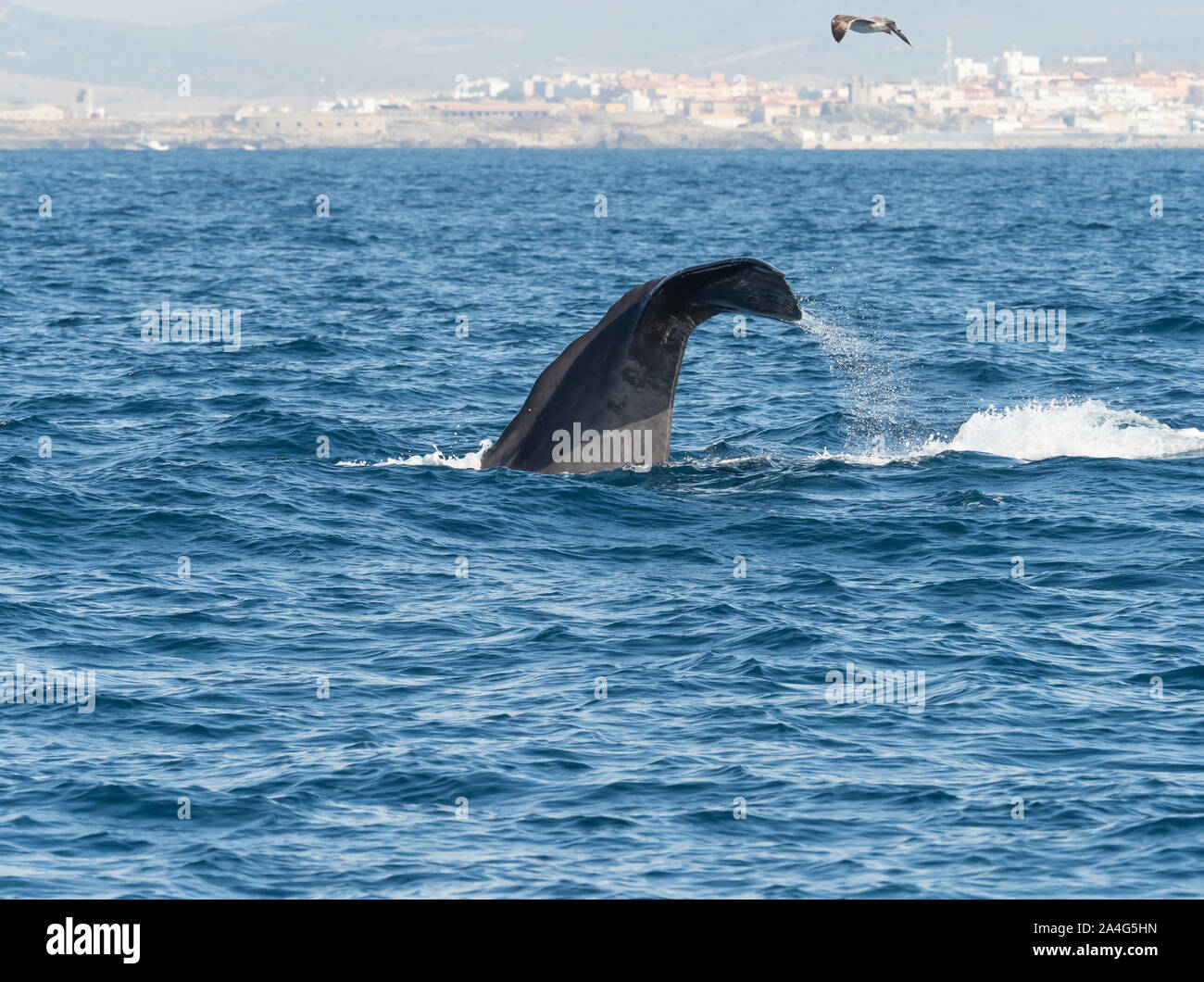 Sperm Whale showing flukes diving in The Straits of Gibraltar. Stock Photo