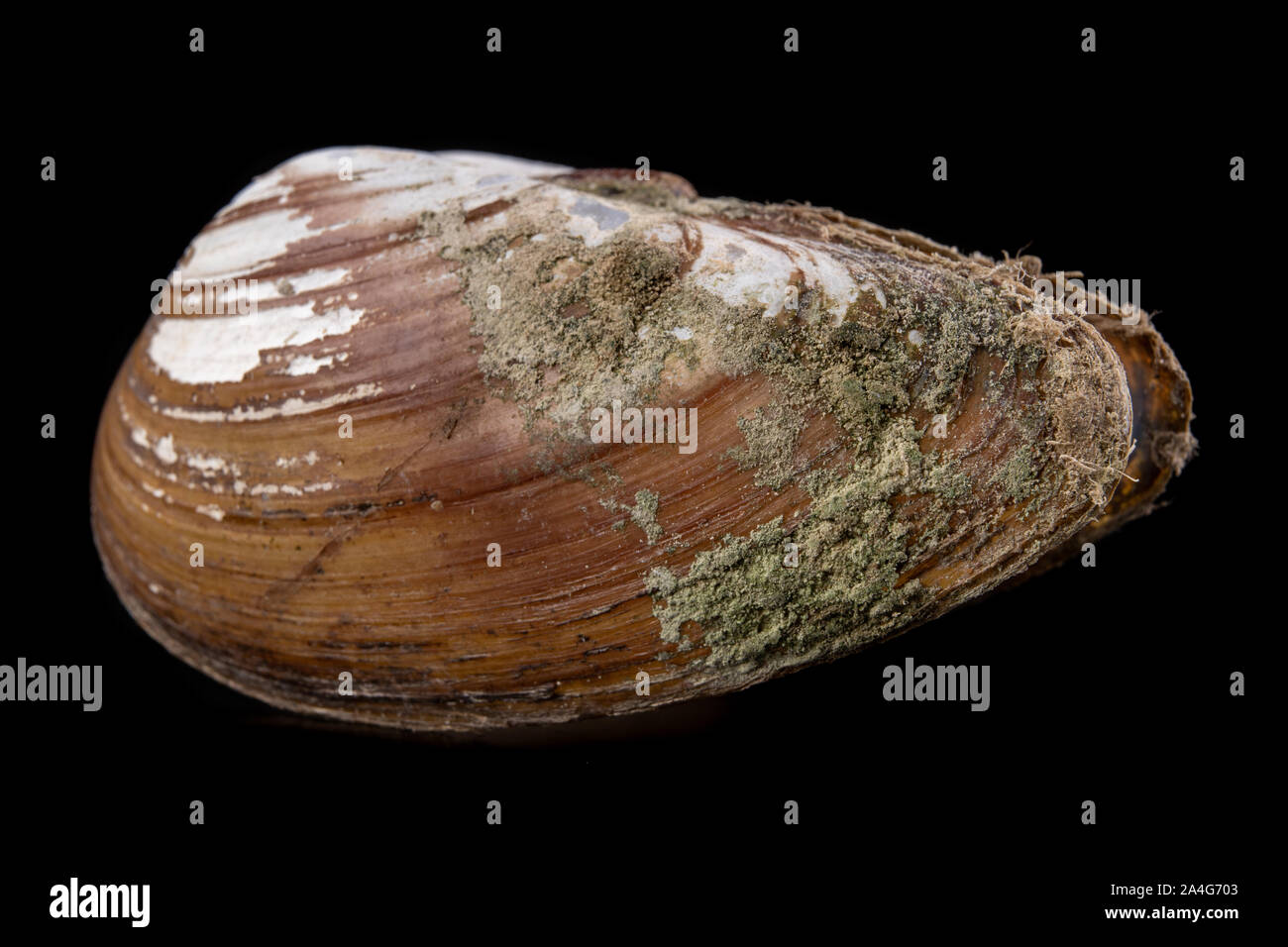 Anodonta Anatina empty shell. A clam shell living in the lakes of Central Europe. Dark background. Stock Photo