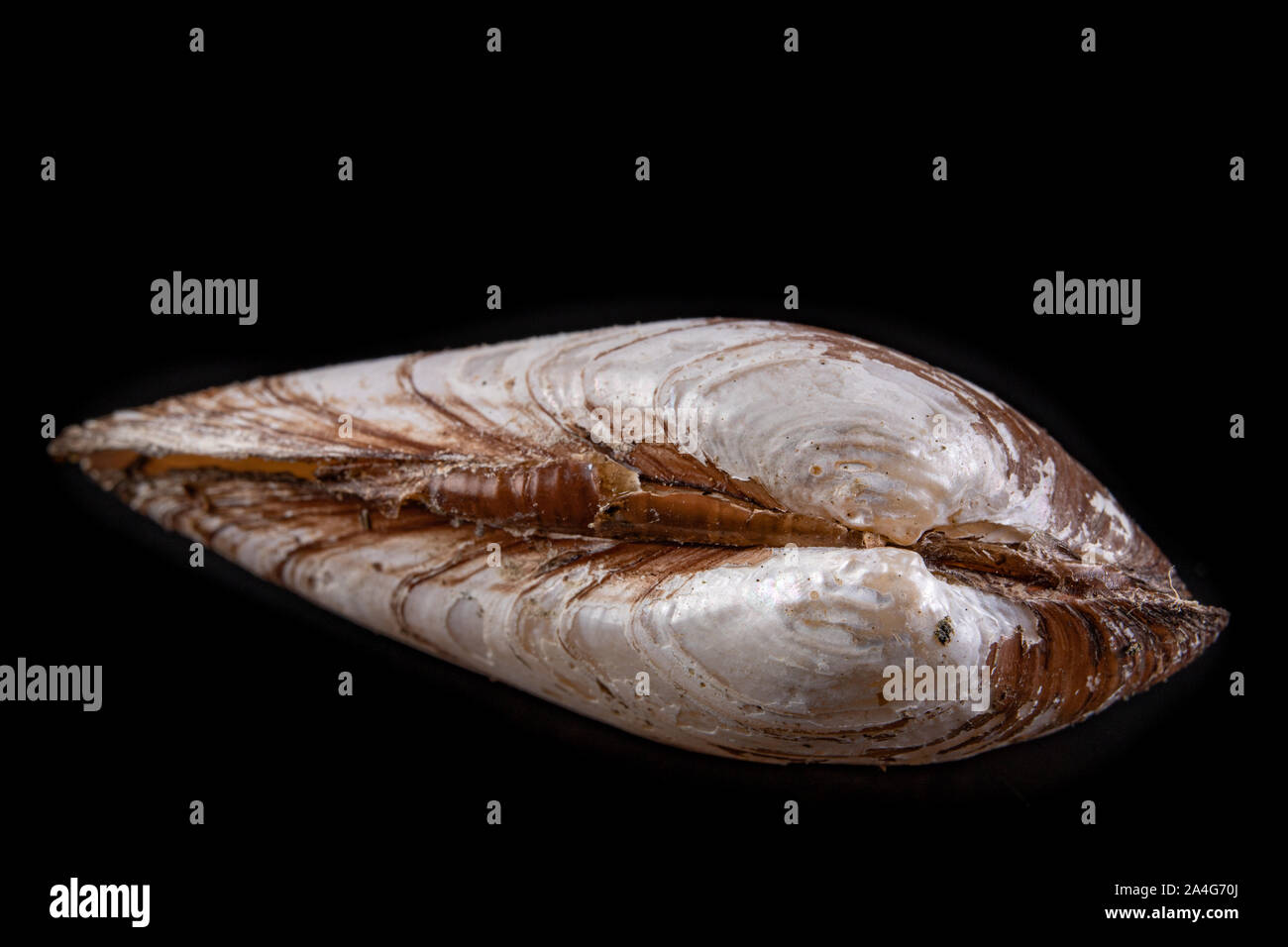 Anodonta Anatina empty shell. A clam shell living in the lakes of Central Europe. Dark background. Stock Photo