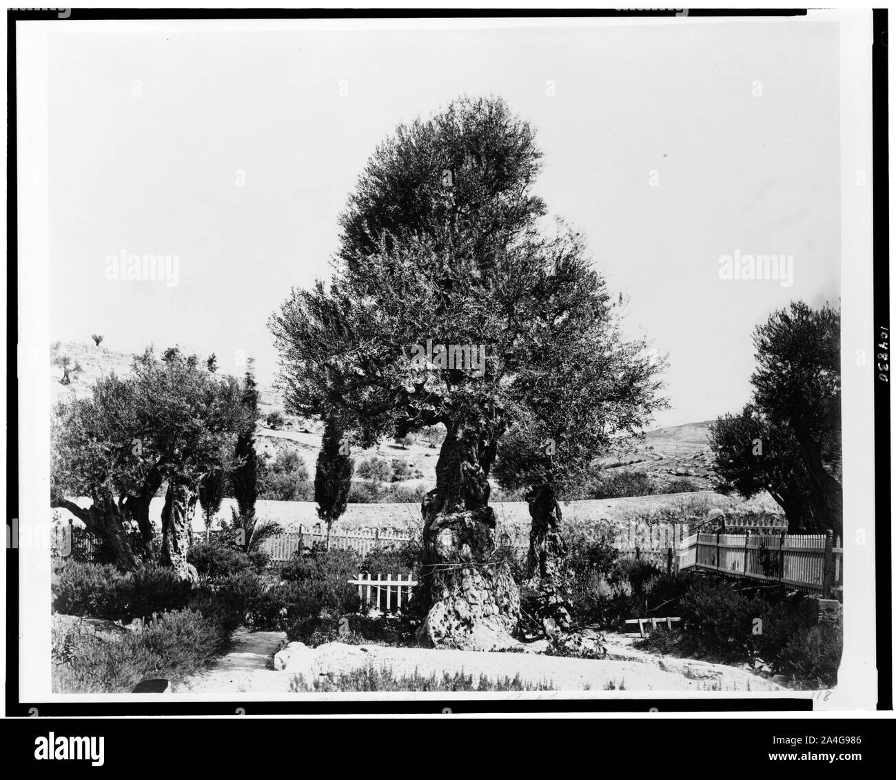 Tree of Agony, Gethsemane] / P. Bergheim Stock Photo - Alamy