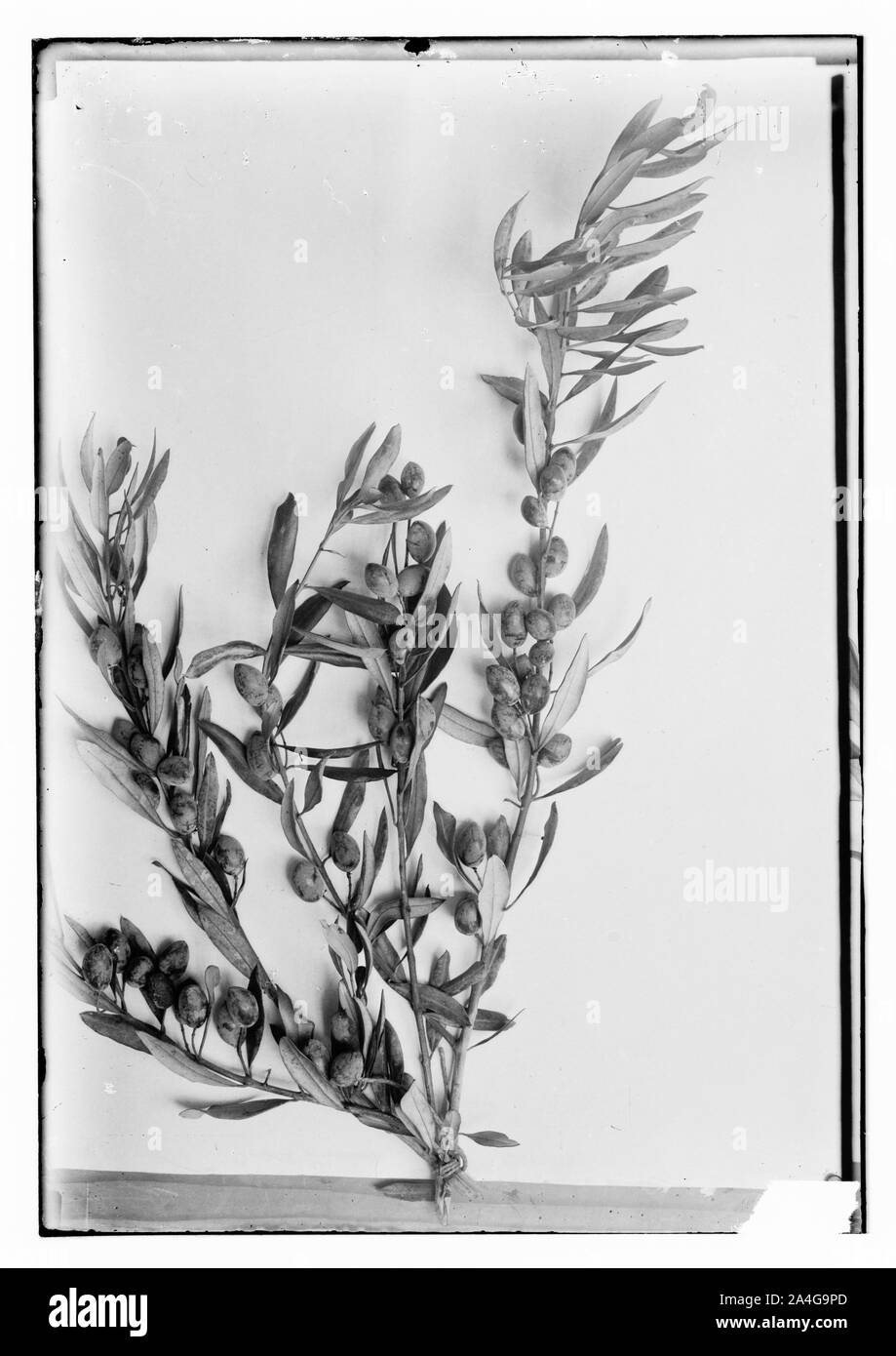 Trees and shrubs. Olive branches with olives Stock Photo Alamy