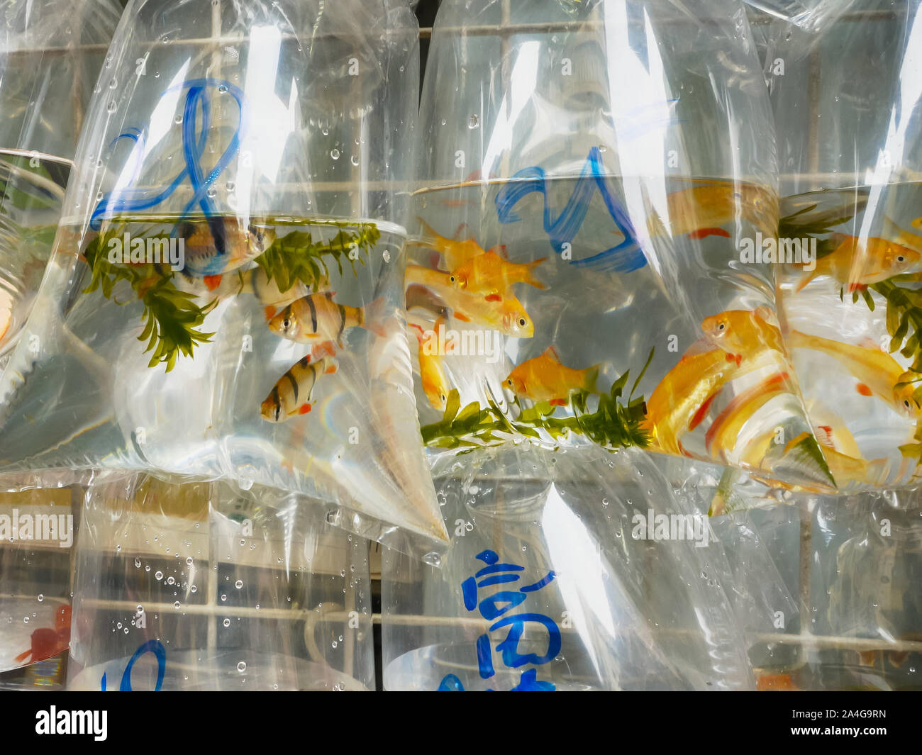 https://c8.alamy.com/comp/2A4G9RN/close-up-of-plastic-bags-containing-tropical-fish-in-mongkok-markets-2A4G9RN.jpg