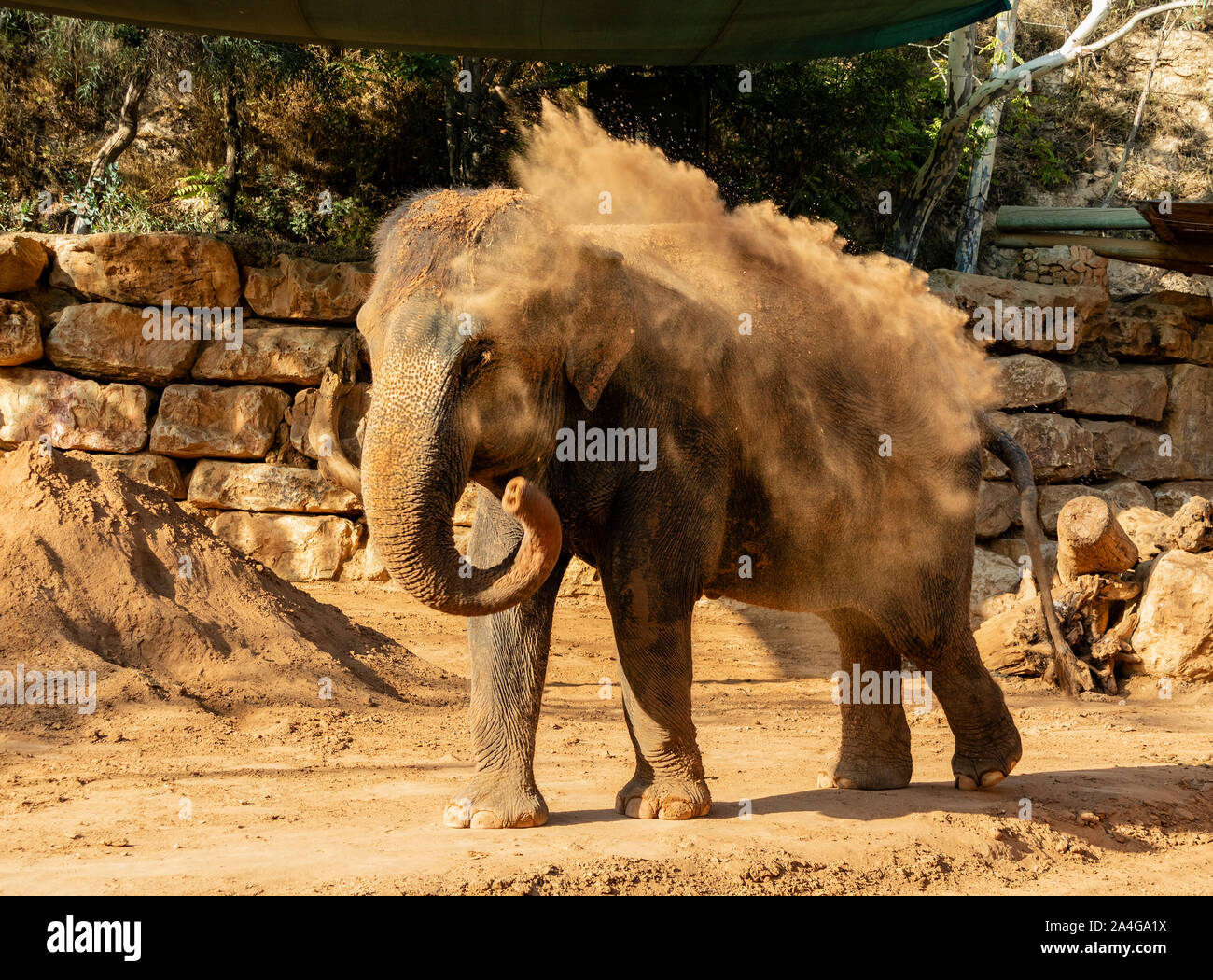 An elephant at the Jerusalem, Israel, zoo, taking a sand shower, using its trunk to spread sand all over itself Stock Photo