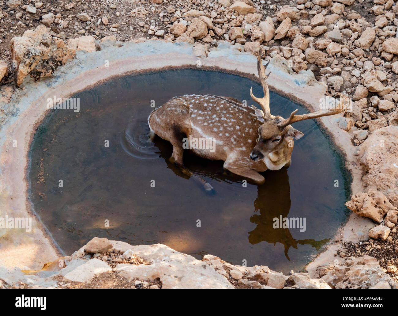 A fallow deer finds relief for the heat of the summer, by soaking in a pool of cool water, at the Jerusale, Israel, zoo Stock Photo