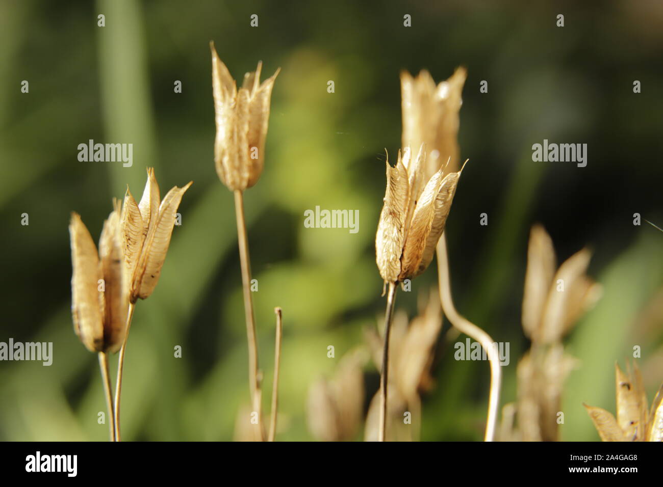 Flower seeds of the Columbine flowers Stock Photo - Alamy