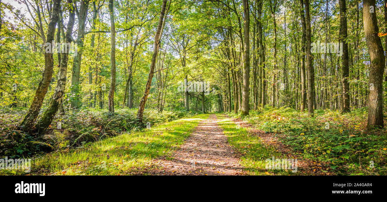 Beautiful park landscape green hi-res stock photography and images - Alamy