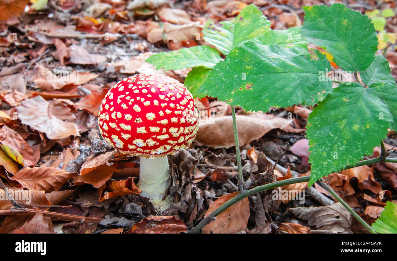 Red poisonous mushroom in autumn forest. Amanita Muscaria. Stock Photo