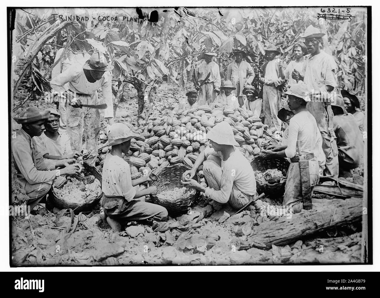 Trinidad -- sorting cocoa beans plantation Stock Photo - Alamy