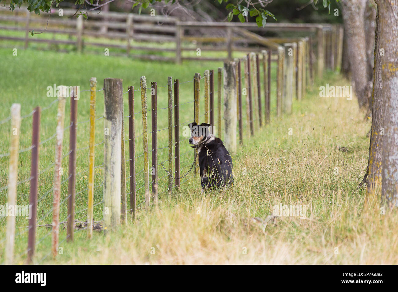 Working farm dog waiting to be required for work by the farmer. Stock Photo