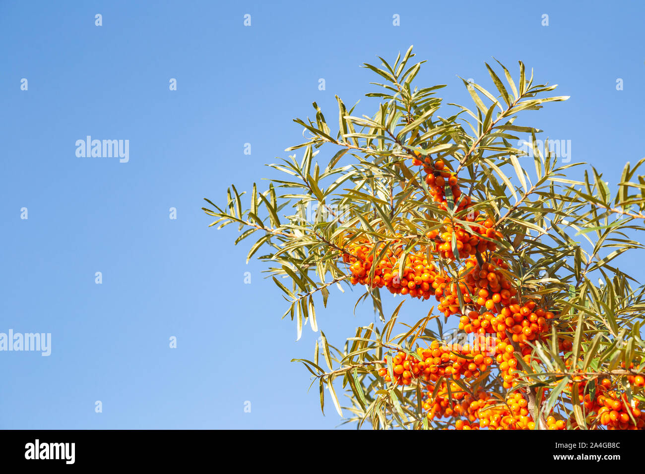 Closeup of sea buckthorn in front of blue sky with copy space - Hippophae rhamnoides Stock Photo