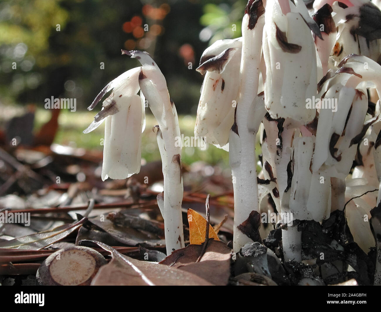 Indian Pipe Pipes Ghost Plant Monotropa uniflora myco-heterotroph parasitic mycoheterotrophic white colorless Ft. White Florida Stock Photo