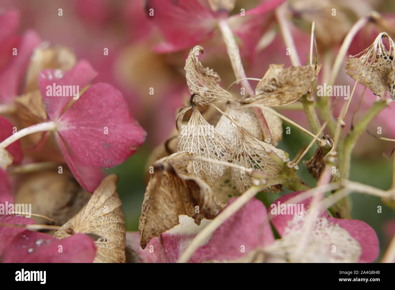 Beautiful Hydrangea flowers in the autumn Stock Photo