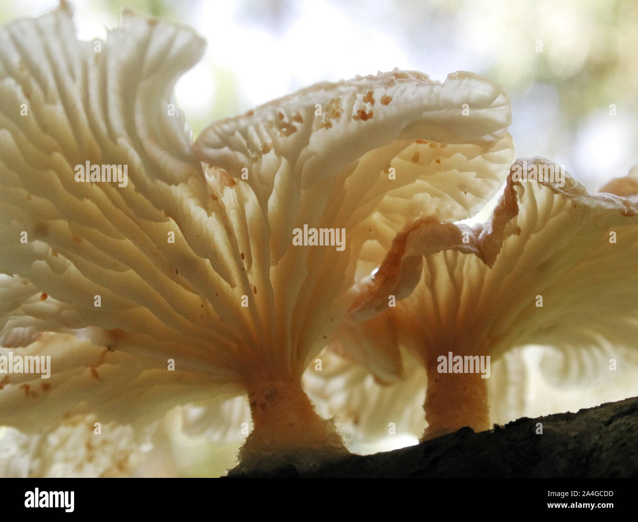 The beautiful forms of a graceful pair of mushrooms found in North Central Florida. Stock Photo