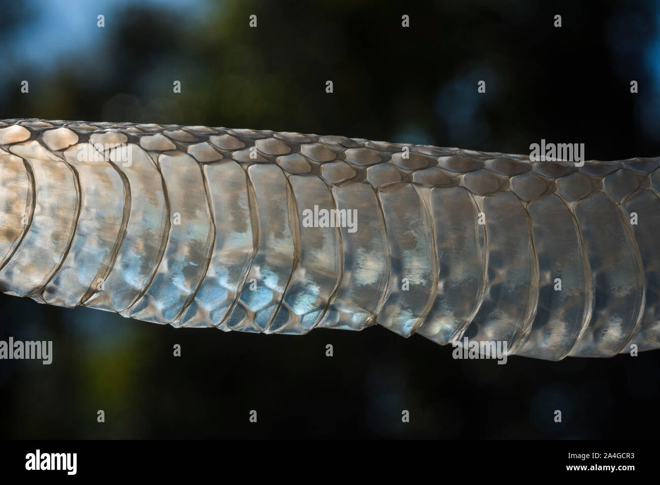 Shed snake skin, North Florida. Stock Photo