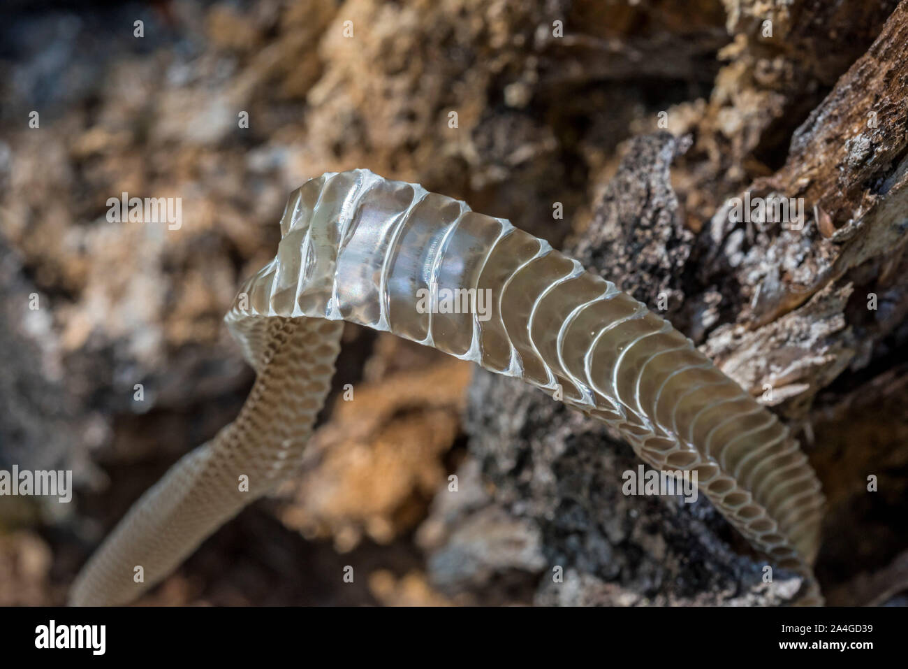 Shed snake skin, North Florida. Stock Photo