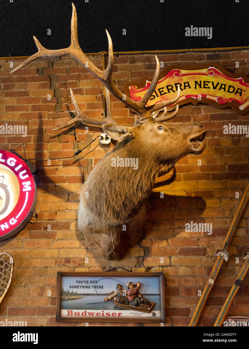 Trophy head inside the Springs Downtown Bar and Grill, which turned a