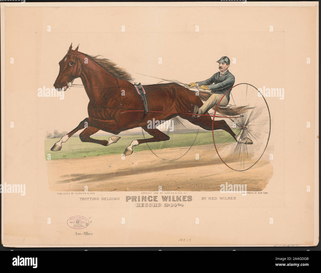 Trotting gelding Prince Wilkes by Red Wilkes: record 2:14 3/4 Stock Photo
