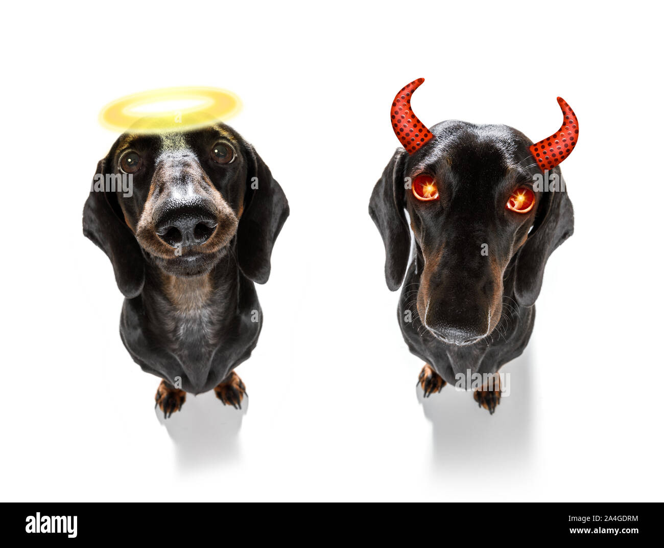 dachshund sausage dog sit as a ghost for halloween sitting at with