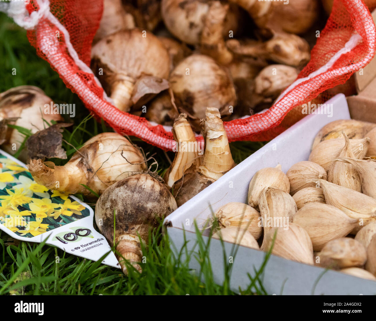 A collection of spring bulbs ready for planting Stock Photo Alamy