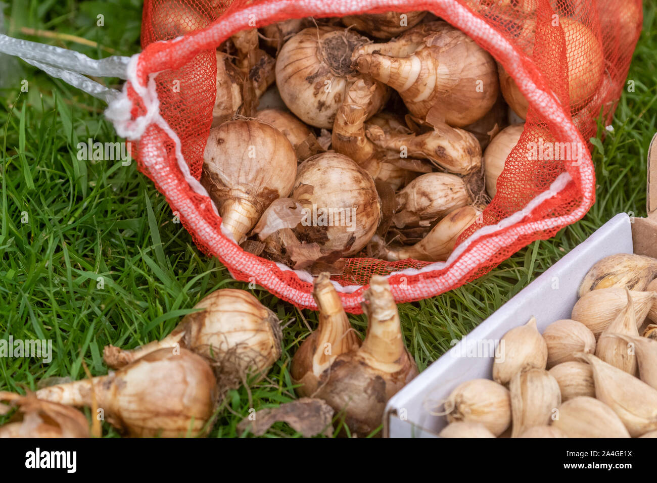 A collection of spring bulbs ready for planting Stock Photo Alamy