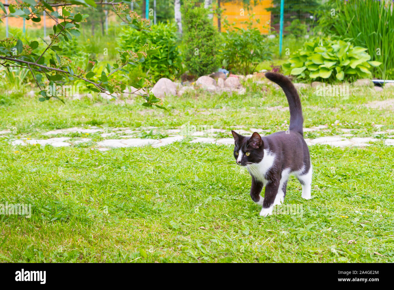 Black and white cat walks in the summer garden Stock Photo - Alamy