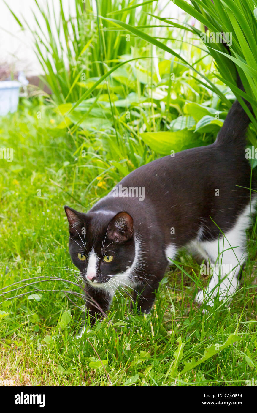 Black and white cat walks in the summer garden Stock Photo - Alamy