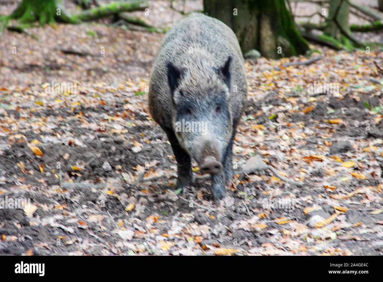 Front view of a big wild boar, latin Sus scrofa Stock Photo