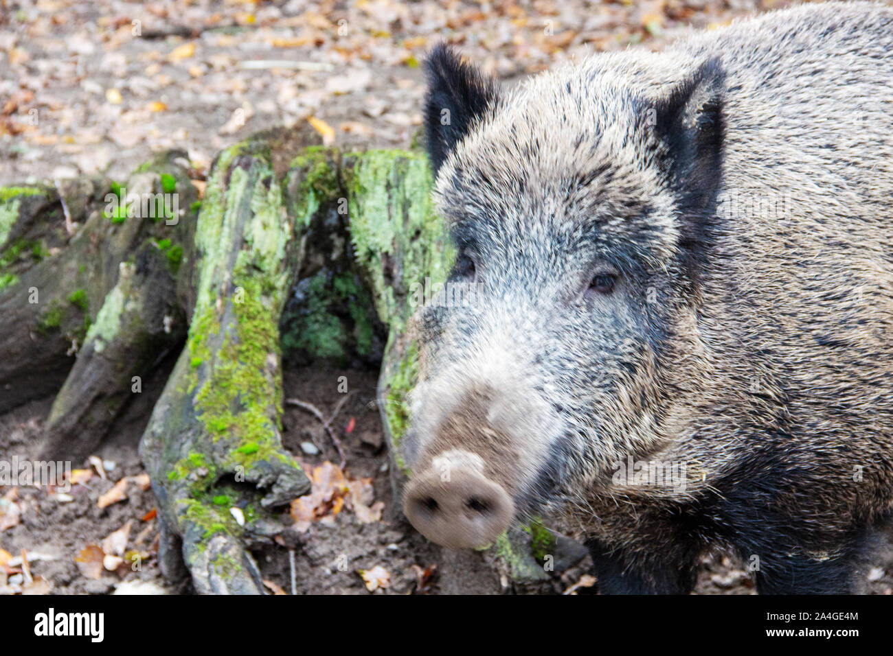 Head view of a wild boar next to a tree stump, Sus scrofa Stock Photo