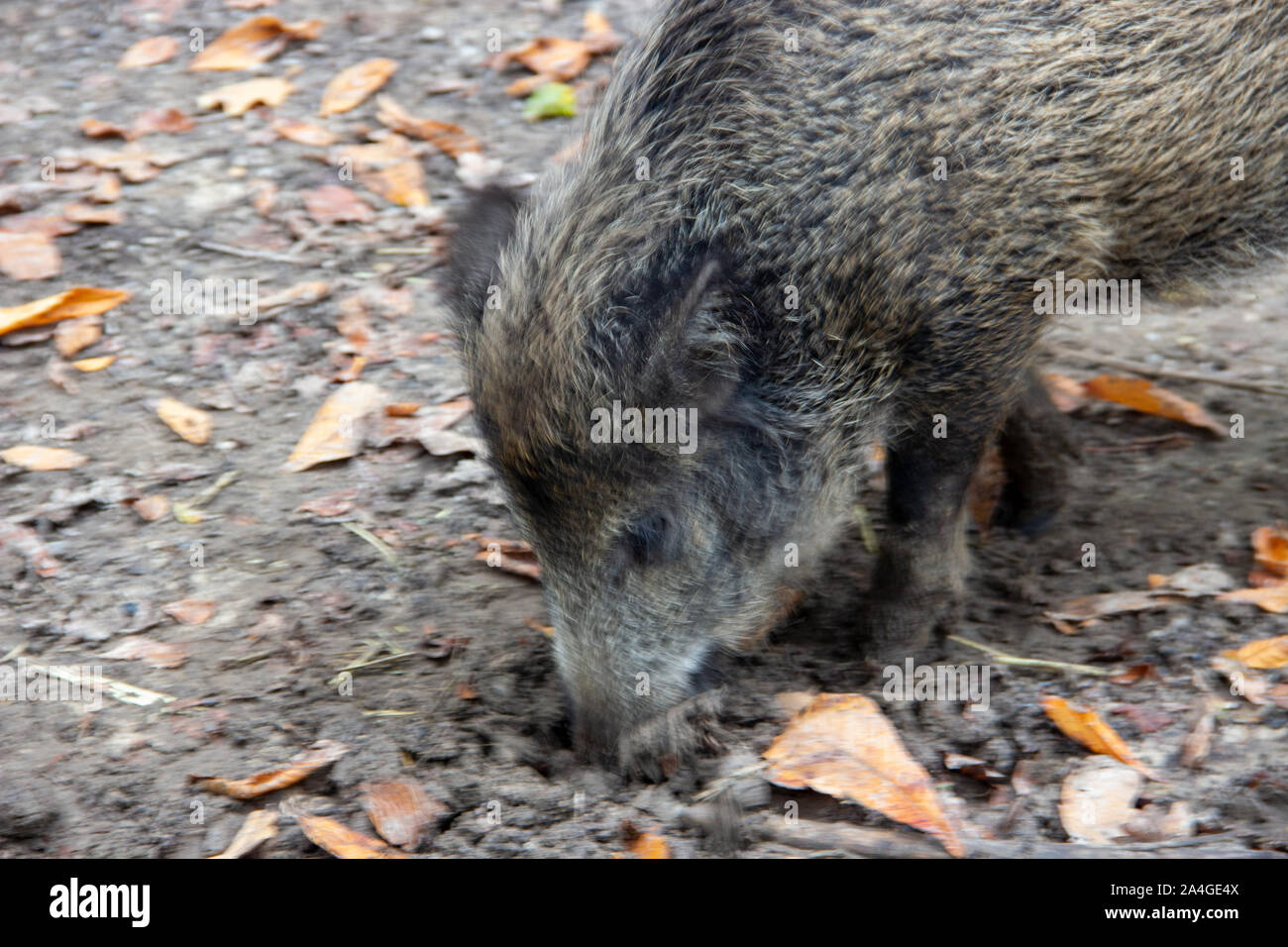 small wild boar digging in the ground, Sus scrofa Stock Photo