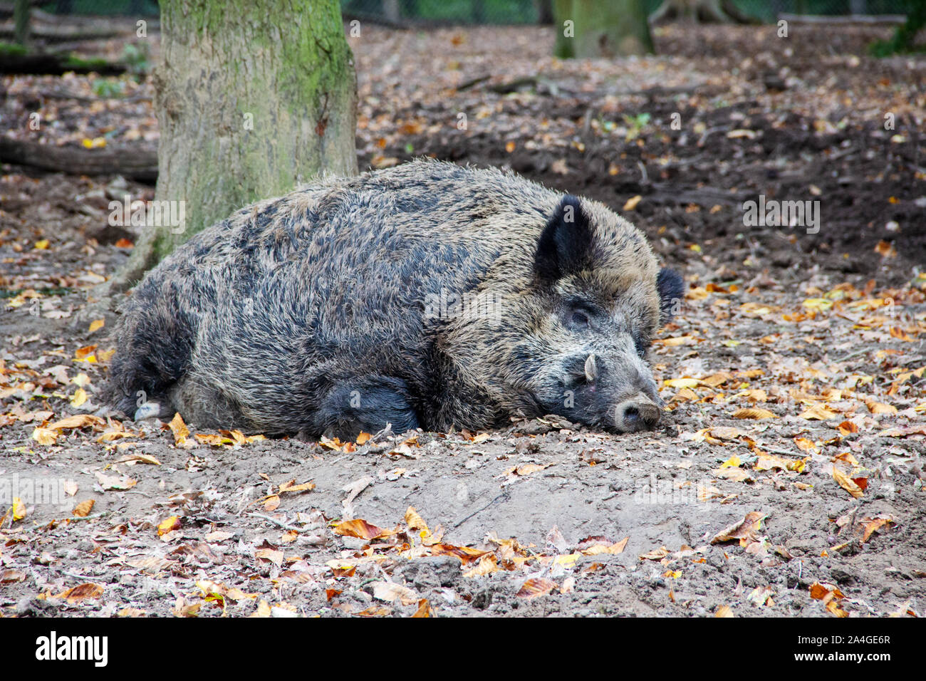View of a sleeping boar, wild boar latin Sus scrofa Stock Photo