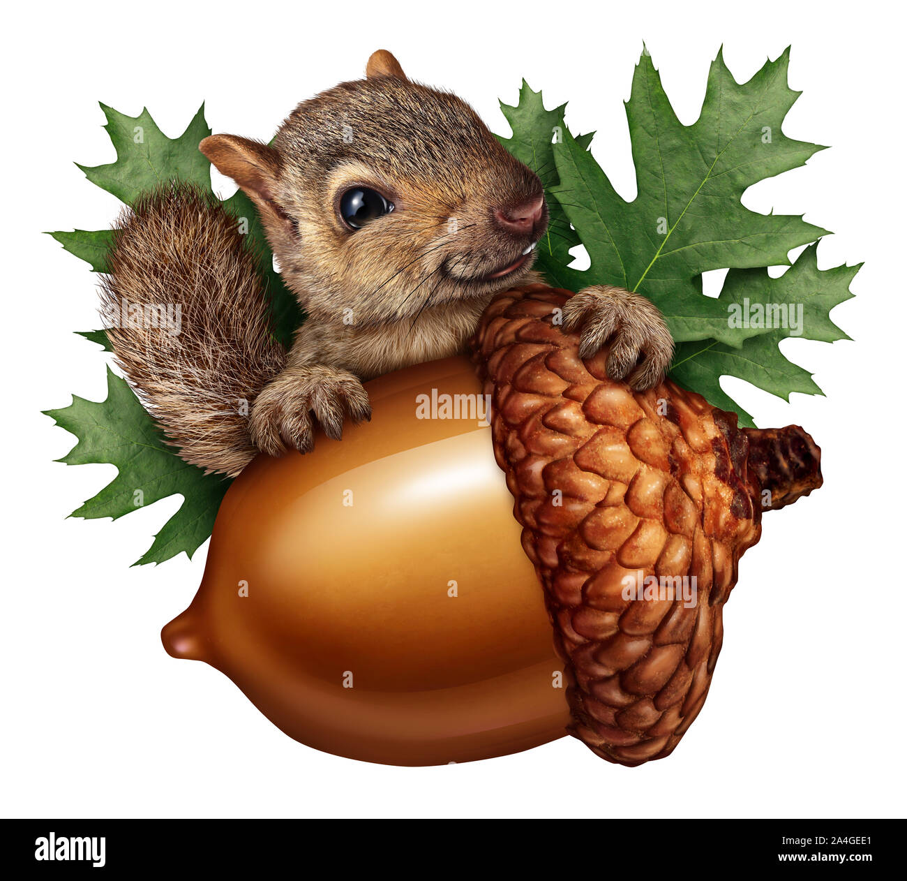 Cute squirrel acorn isolated holding a giant tree nut as a funny autumn symbol with oak leaves and furry animal storing nuts. Stock Photo