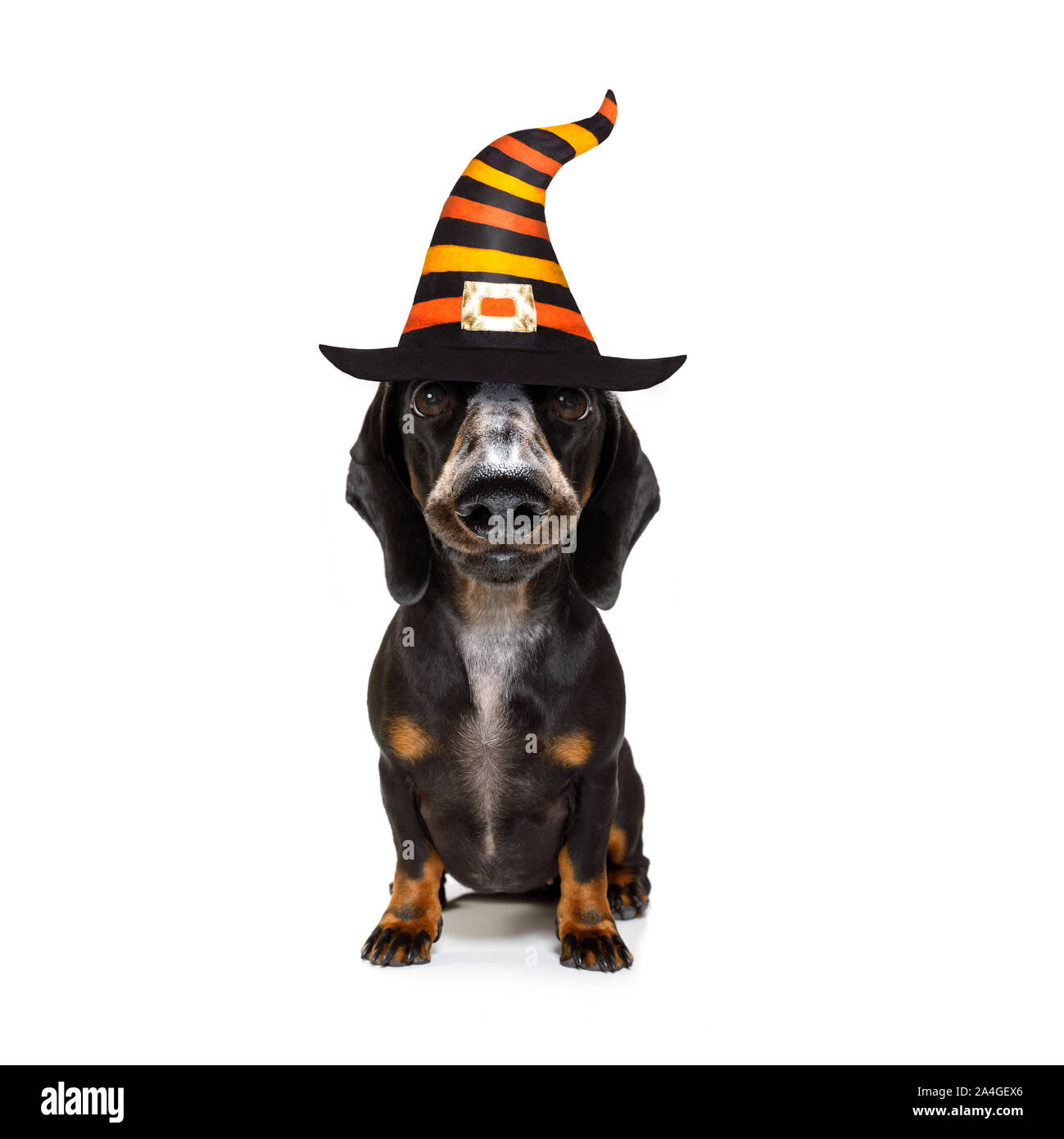 dachshund devil costume