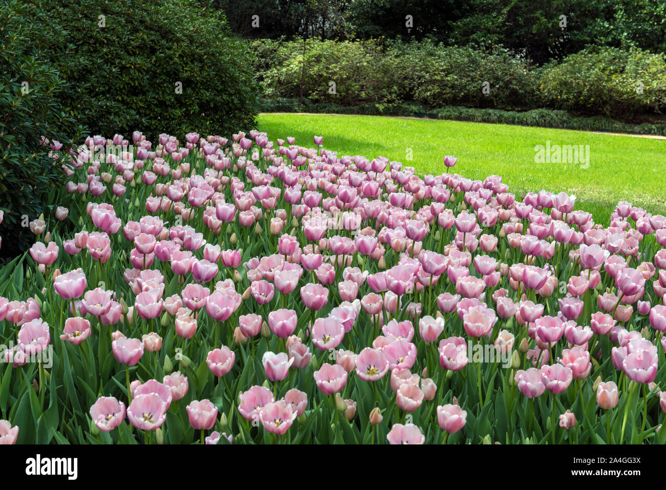Tulips pop in late winter at the Bayou Bend Collection and Gardens in