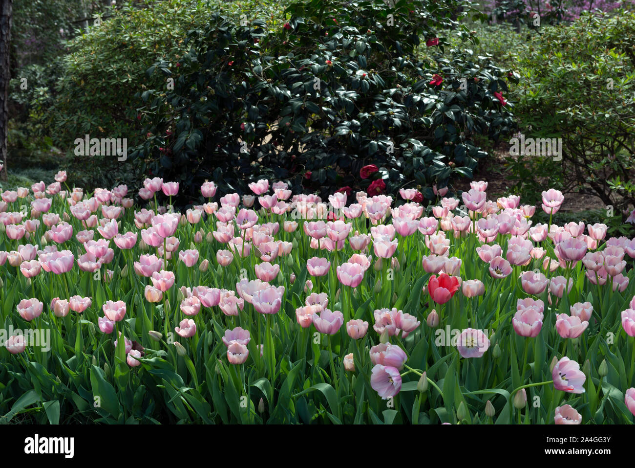 Tulips pop in late winter at the Bayou Bend Collection and Gardens in