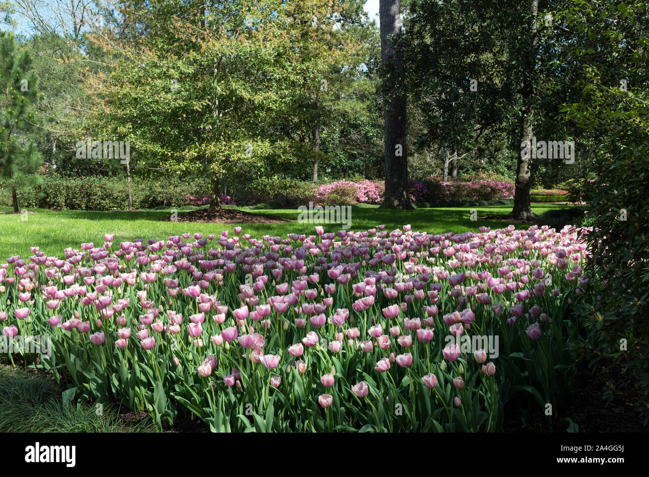 Tulips pop in late winter at the Bayou Bend Collection and Gardens in