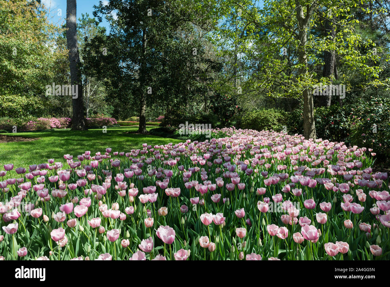 Tulips pop in late winter at the Bayou Bend Collection and Gardens in