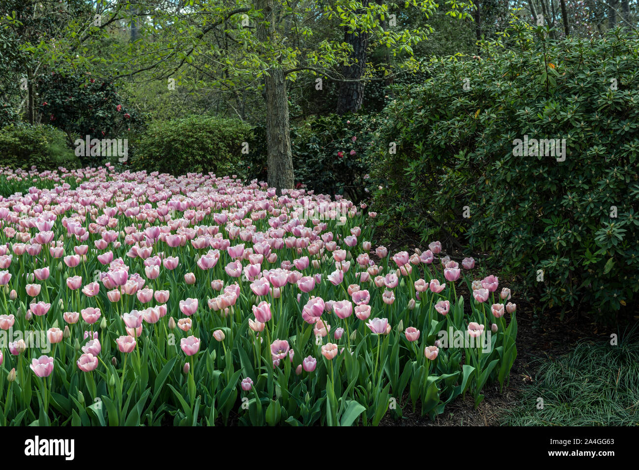 Tulips pop in late winter at the Bayou Bend Collection and Gardens in