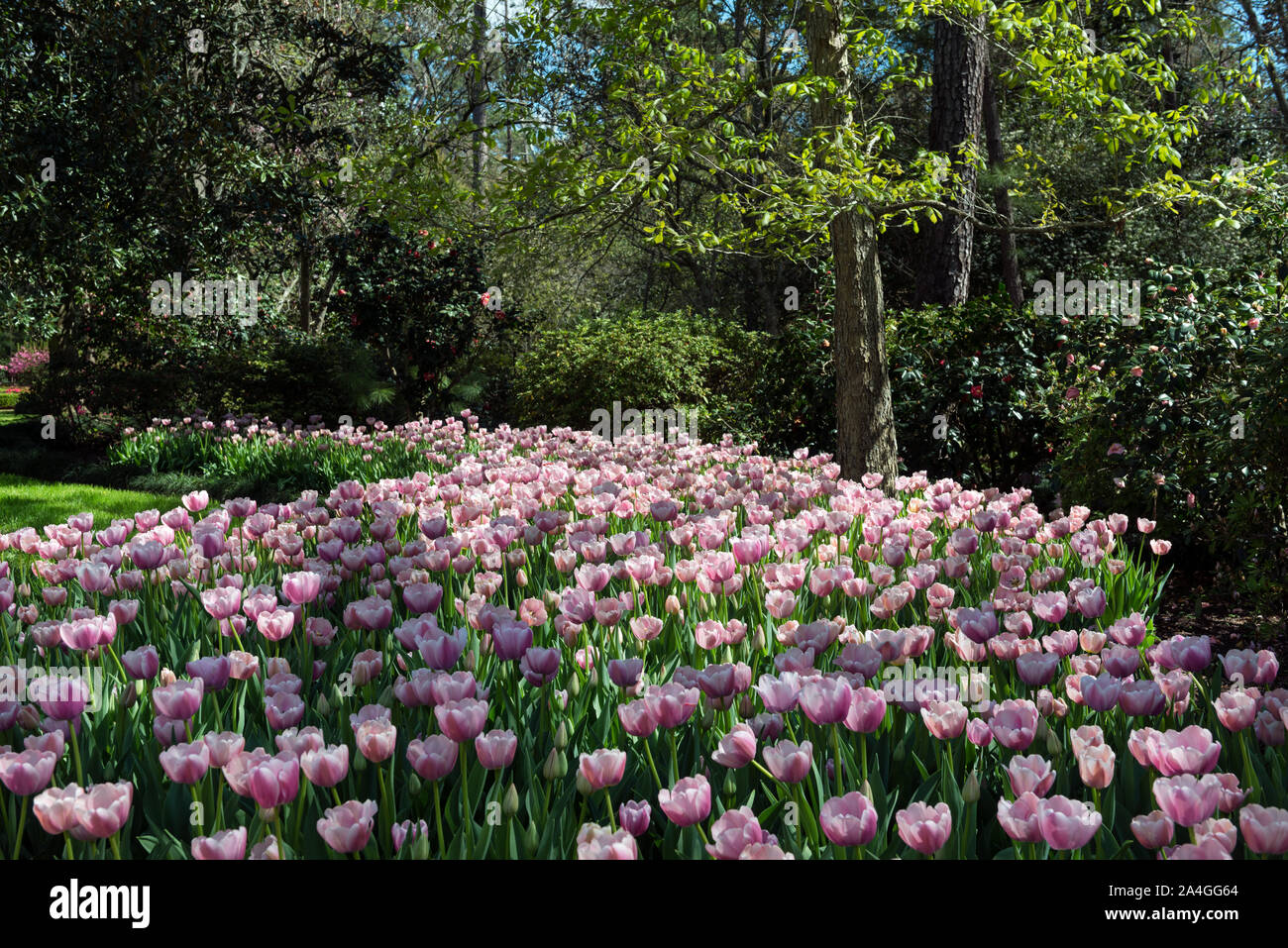 Tulips pop in late winter at the Bayou Bend Collection and Gardens in