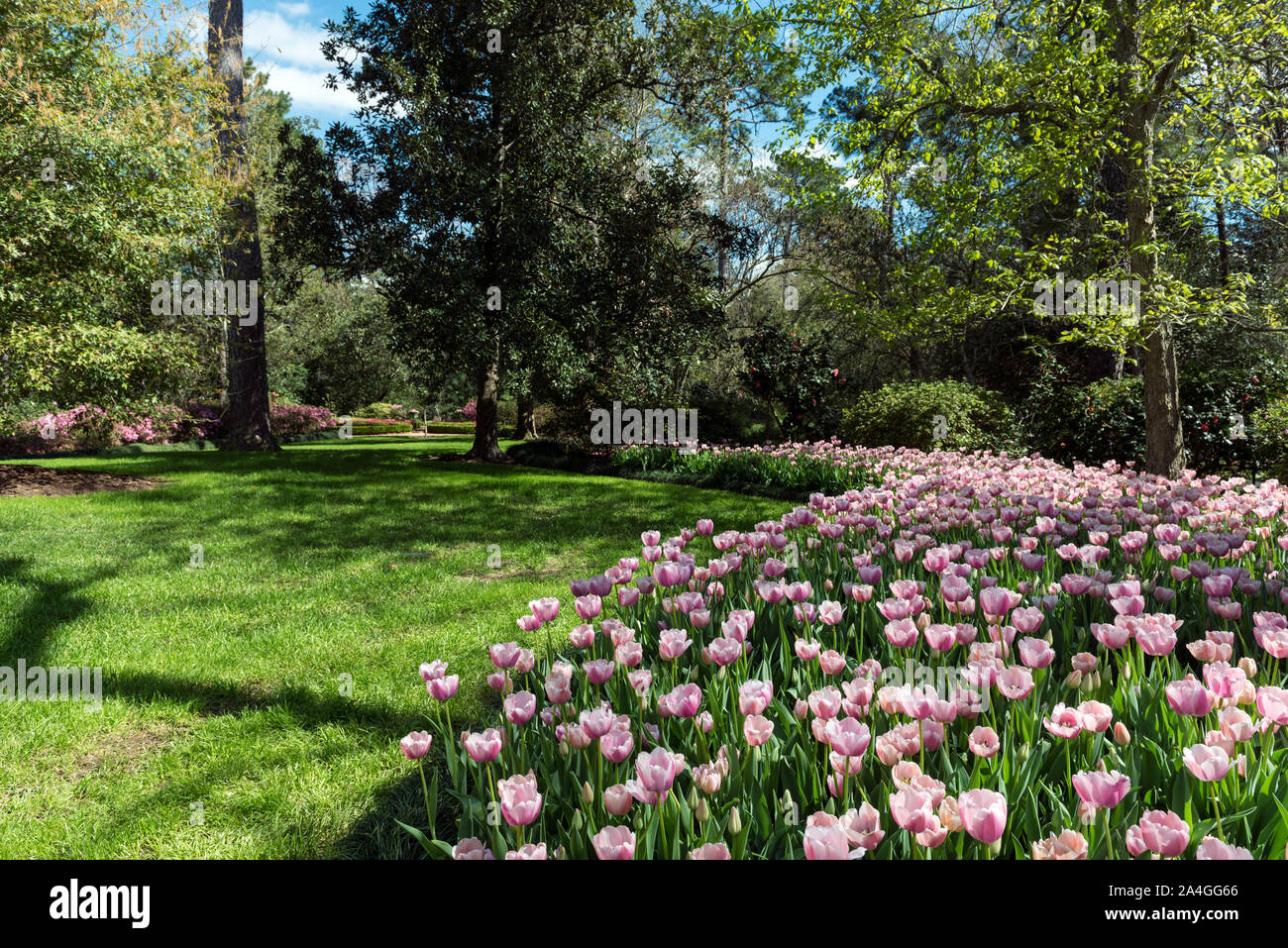Tulips pop in late winter at the Bayou Bend Collection and Gardens in